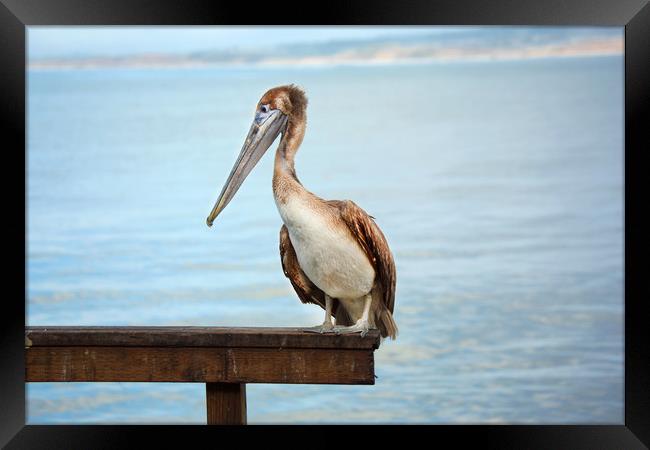 Pelican Framed Print by David Hare