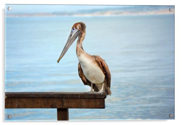 Pelican Acrylic by David Hare