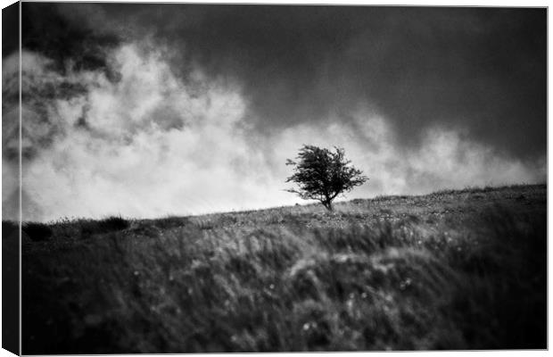A single tree on Dartmoor Canvas Print by David Hare