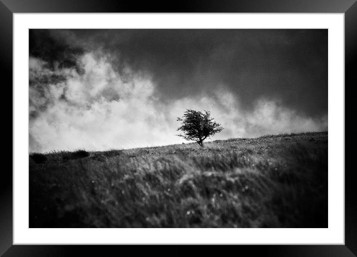 A single tree on Dartmoor Framed Mounted Print by David Hare