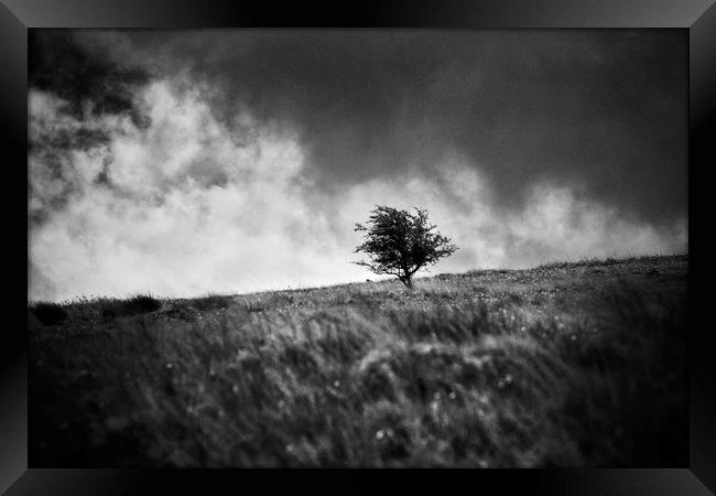 A single tree on Dartmoor Framed Print by David Hare