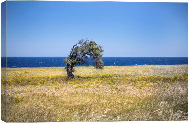 A single tree in Cyprus. Canvas Print by David Hare
