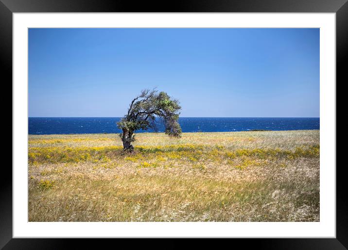 A single tree in Cyprus. Framed Mounted Print by David Hare