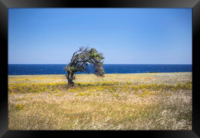A single tree in Cyprus. Framed Print by David Hare