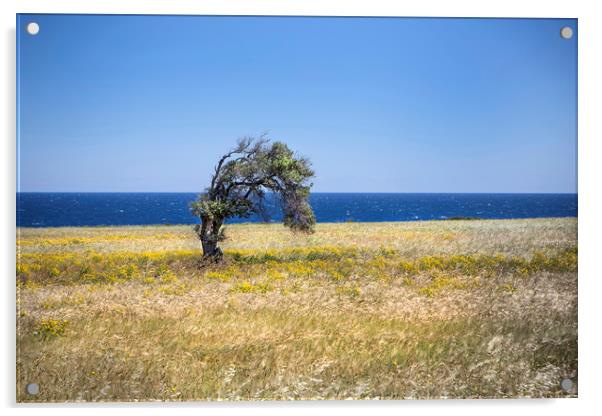 A single tree in Cyprus. Acrylic by David Hare