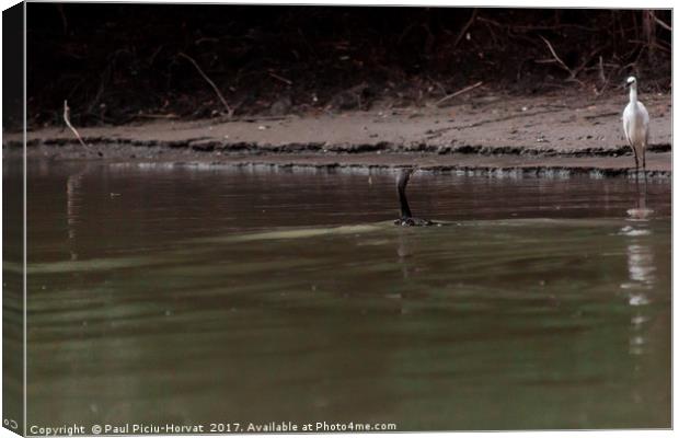 Little egret & the great cormorant Canvas Print by Paul Piciu-Horvat