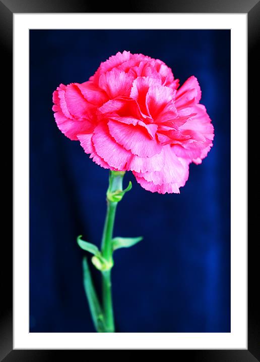 Pink Carnation Framed Mounted Print by Ian Jeffrey