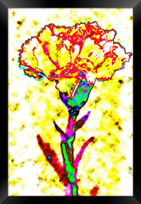 Carnation Art Framed Print by Ian Jeffrey