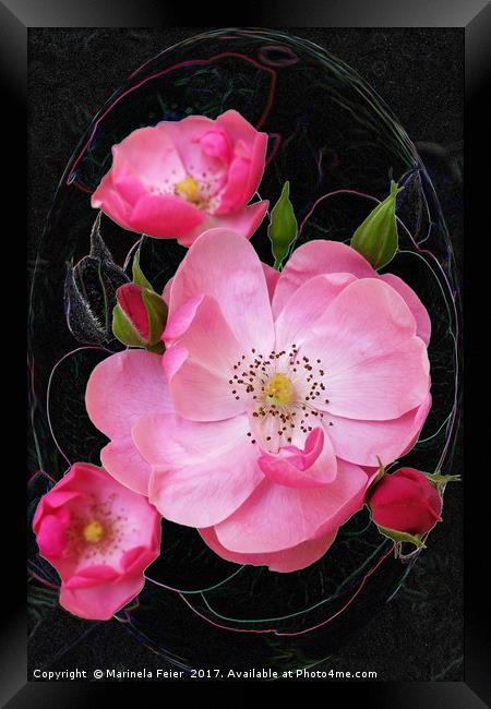 tiny rosebud opens Framed Print by Marinela Feier