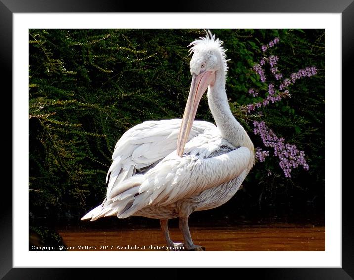 Pelican  Framed Mounted Print by Jane Metters