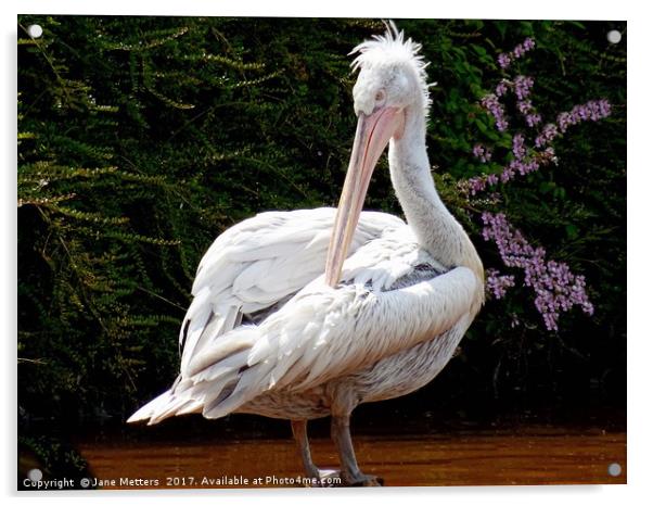 Pelican  Acrylic by Jane Metters