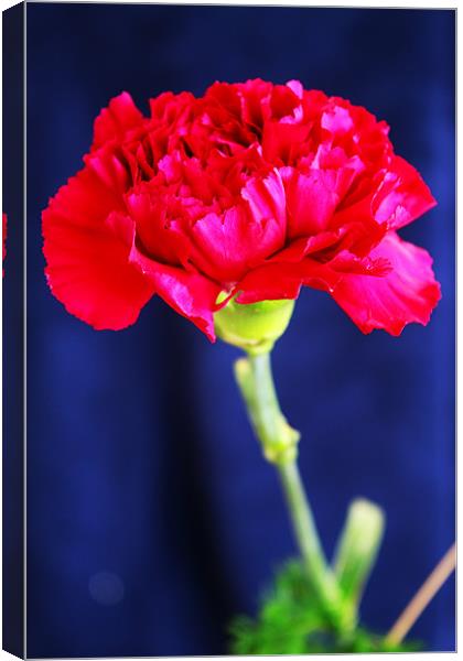 Red Carnation Canvas Print by Ian Jeffrey