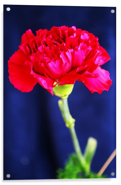 Red Carnation Acrylic by Ian Jeffrey