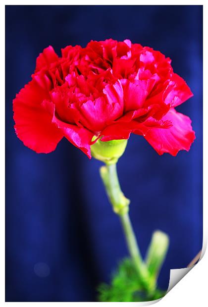 Red Carnation Print by Ian Jeffrey