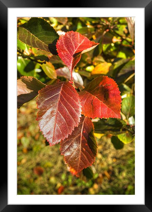 Autumn Leaves Golden red glow Framed Mounted Print by David French