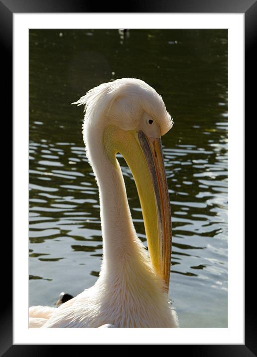 Pelican brief Framed Mounted Print by David French