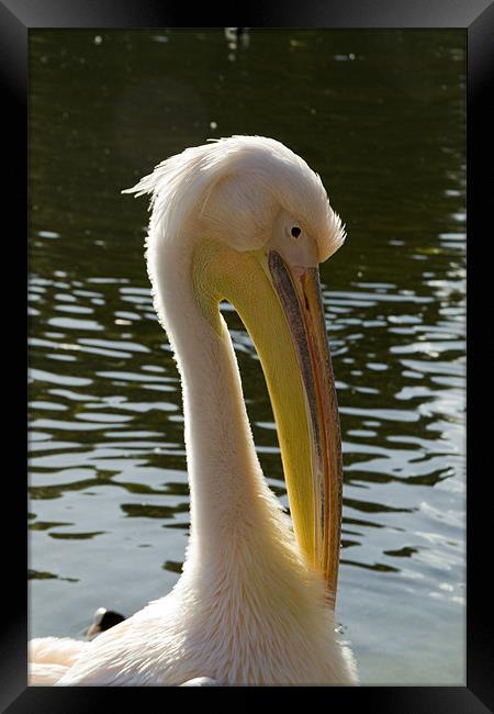 Pelican brief Framed Print by David French