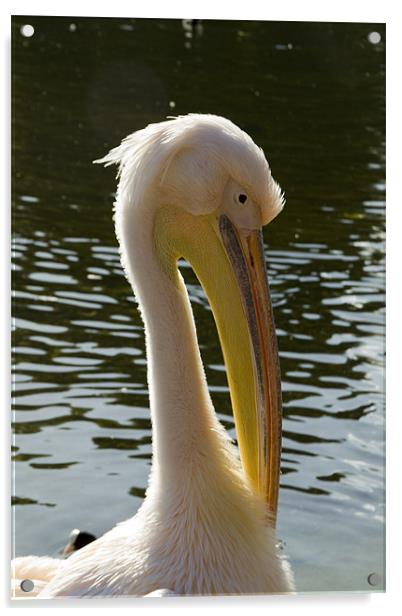 Pelican brief Acrylic by David French