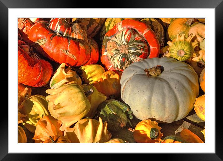 Winter squash Framed Mounted Print by Mike Gorton