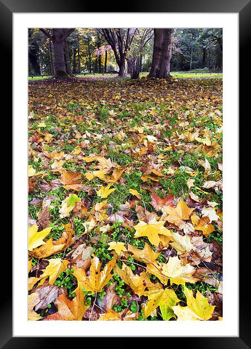 Golden Fall Framed Mounted Print by Stephen Mole