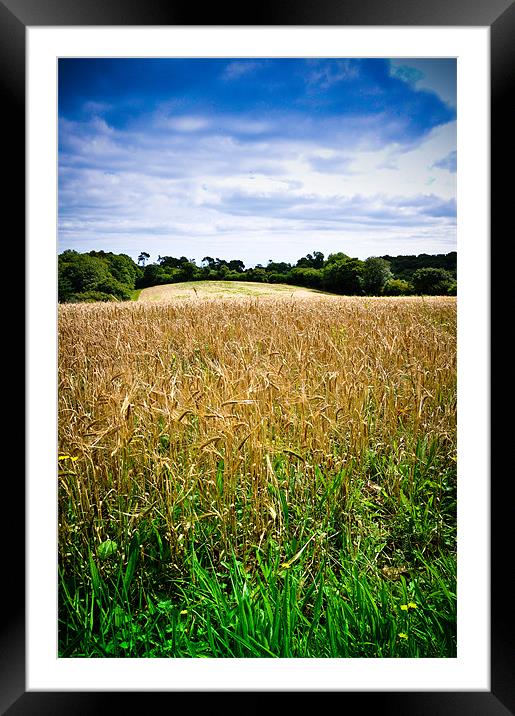 A Field of Barley, Devon Framed Mounted Print by K. Appleseed.