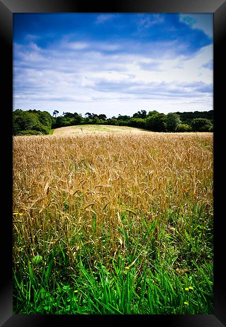 A Field of Barley, Devon Framed Print by K. Appleseed.