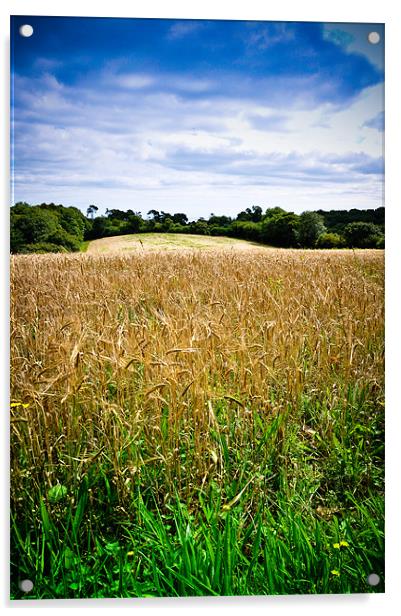 A Field of Barley, Devon Acrylic by K. Appleseed.