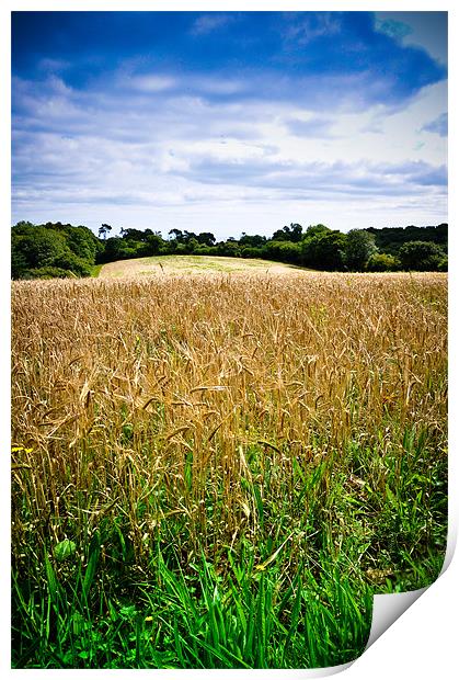 A Field of Barley, Devon Print by K. Appleseed.