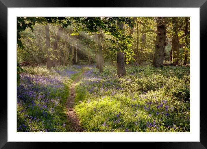 Stunning bluebell woodland path with magical light Framed Mounted Print by Simon Bratt LRPS
