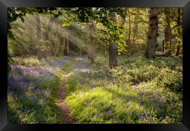 Stunning bluebell woodland path with magical light Framed Print by Simon Bratt LRPS