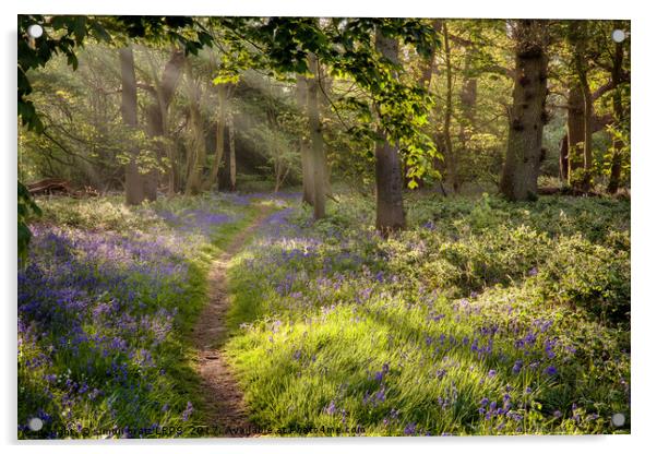 Stunning bluebell woodland path with magical light Acrylic by Simon Bratt LRPS