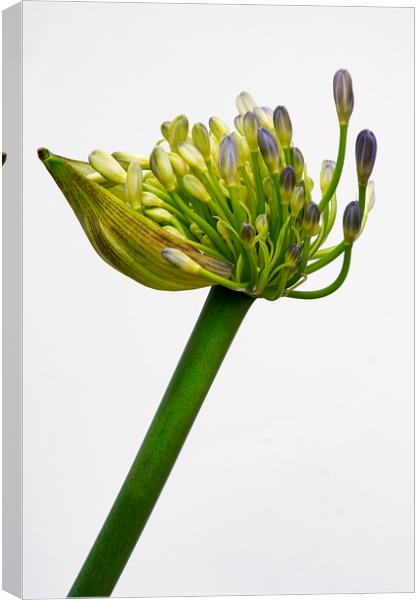 agapanthus in bloom Canvas Print by Eddie John