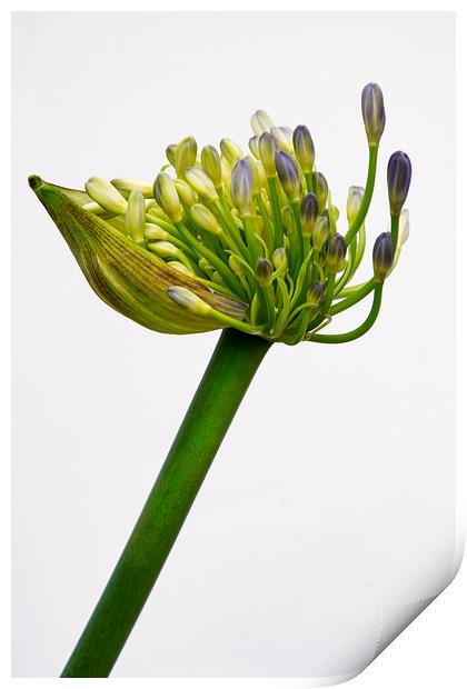 agapanthus in bloom Print by Eddie John