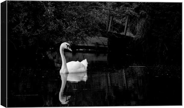 swan on the river Canvas Print by james dorrington