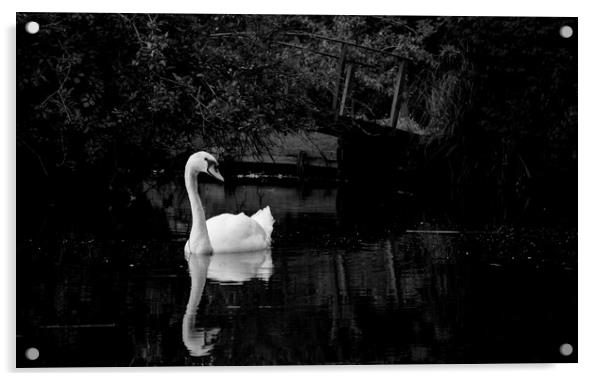 swan on the river Acrylic by james dorrington