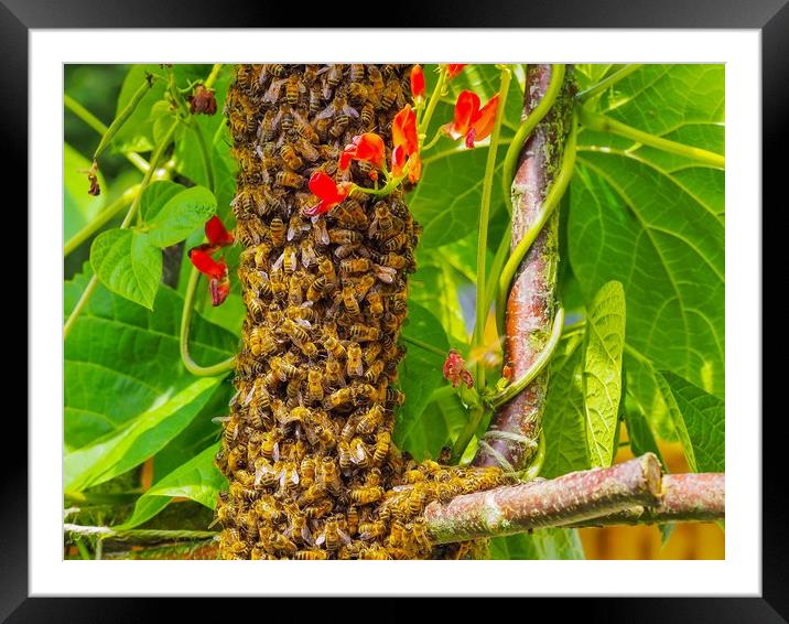 Bee Swarm Framed Mounted Print by Victor Burnside