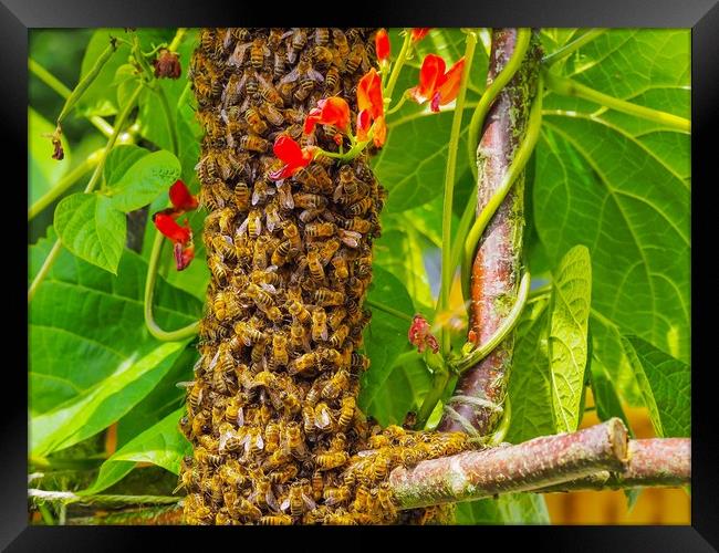 Bee Swarm Framed Print by Victor Burnside