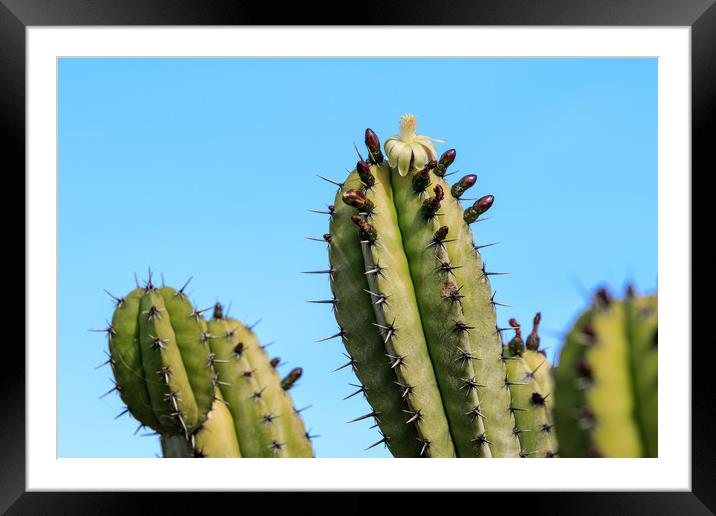 cactus flower  Framed Mounted Print by chris smith