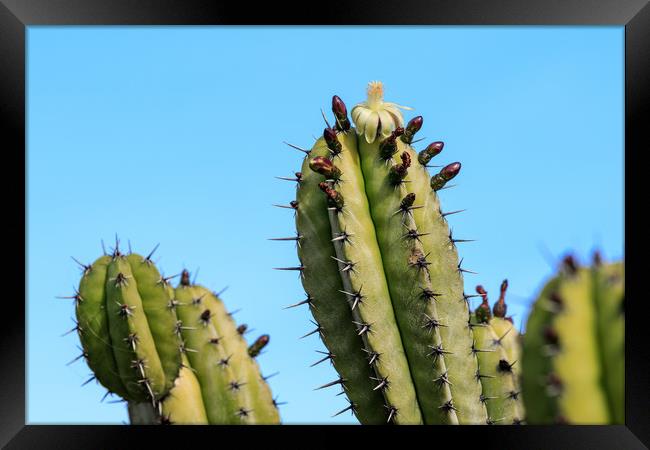 cactus flower  Framed Print by chris smith