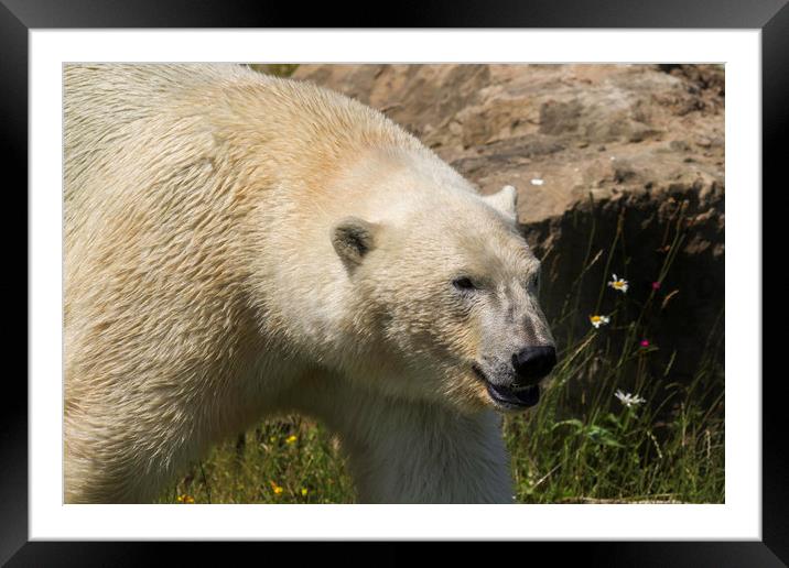 polar bear  Framed Mounted Print by chris smith