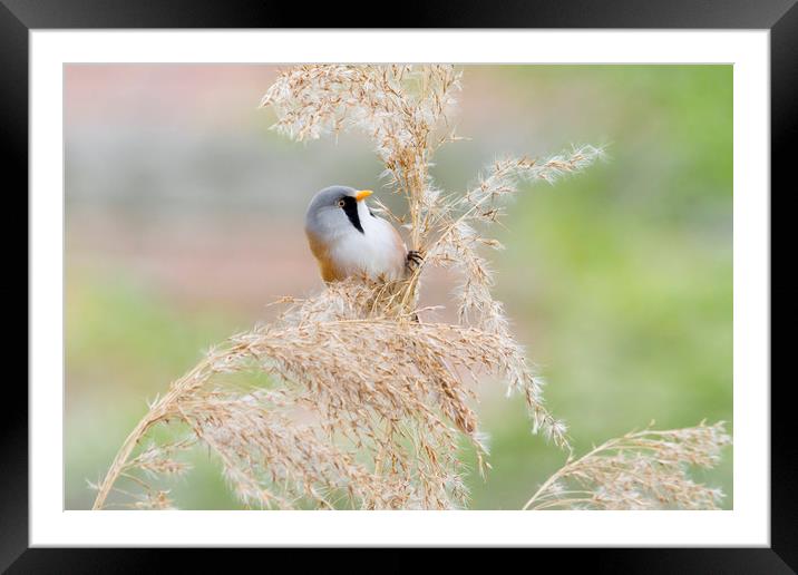 Bearded Tit ( Panurus biarmicus )    Framed Mounted Print by chris smith