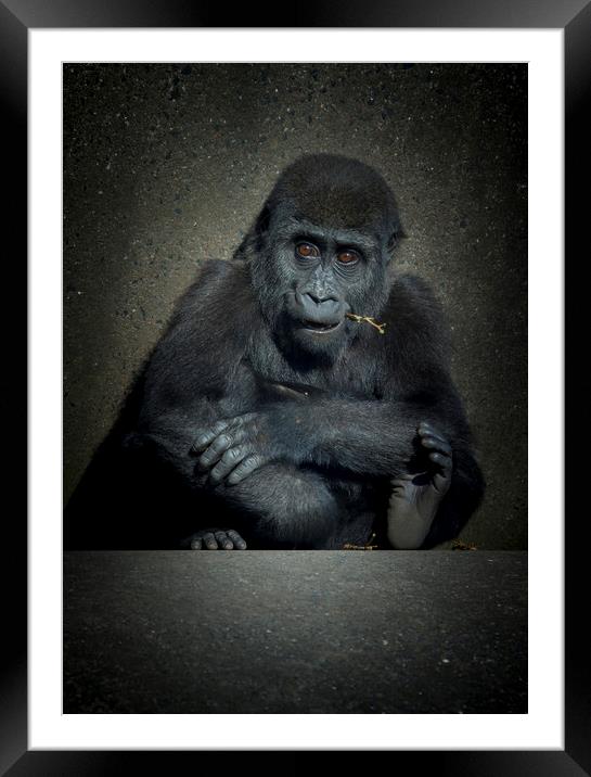 baby gorilla  Framed Mounted Print by chris smith