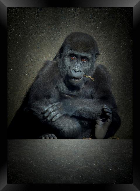 baby gorilla  Framed Print by chris smith