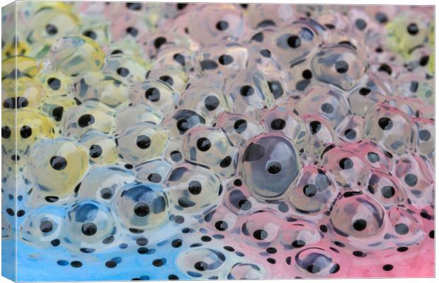 frogspawn  Canvas Print by chris smith