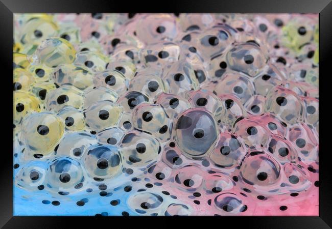 frogspawn  Framed Print by chris smith