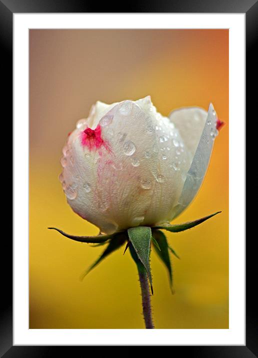 Bud & Stem Framed Mounted Print by Donna Collett