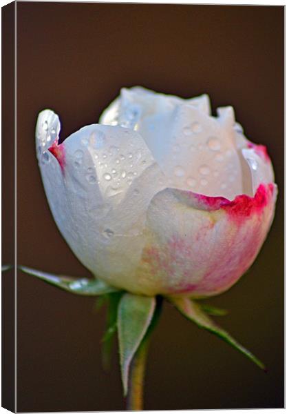 Rose Bud Canvas Print by Donna Collett