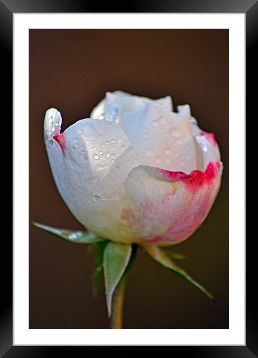 Rose Bud Framed Mounted Print by Donna Collett