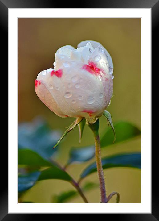 Rose Bud & Leaves Framed Mounted Print by Donna Collett
