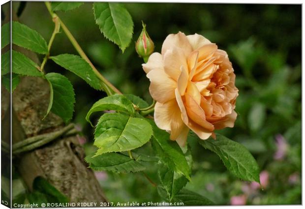 "Climbing Rose" Canvas Print by ROS RIDLEY